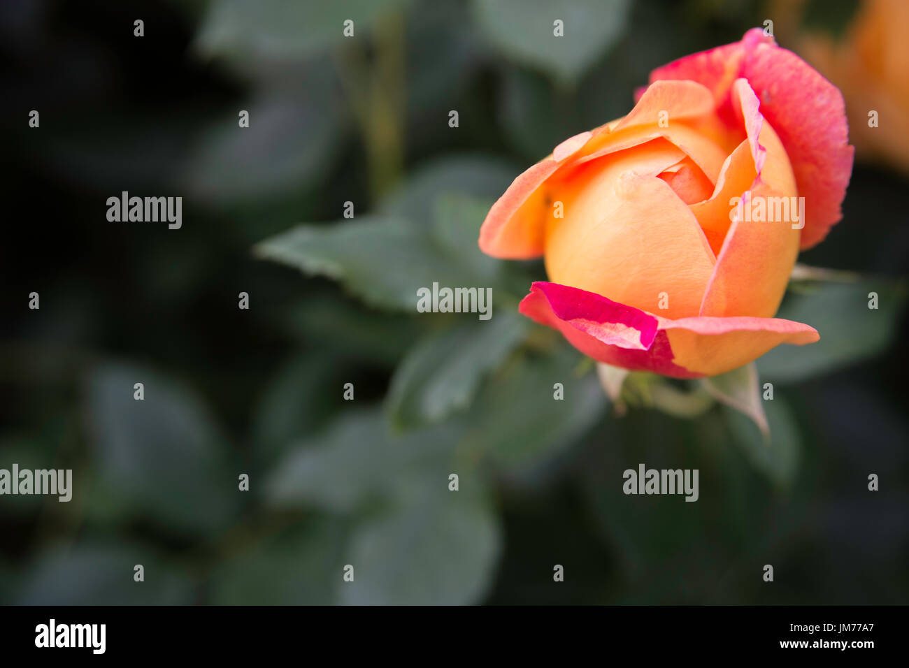 Macro flower photography shot of garden rose in close detail taken in UK Stock Photo