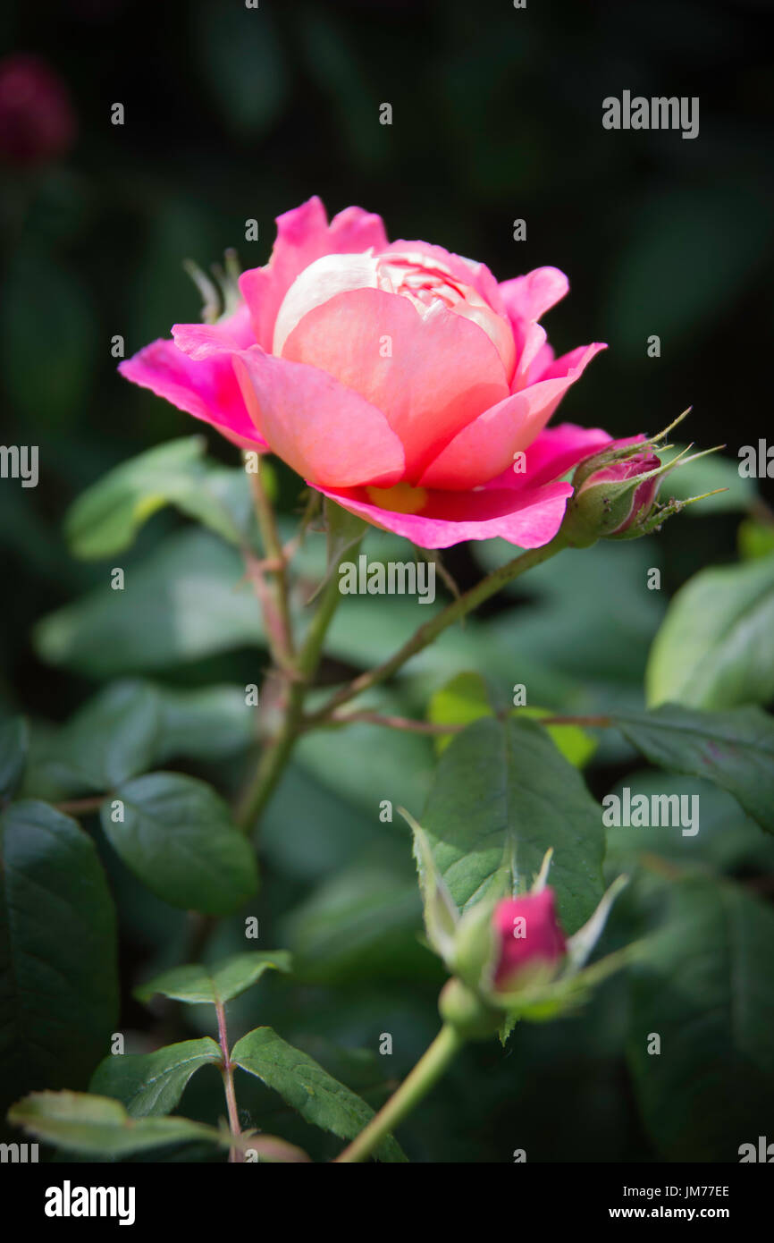 Macro flower photography shot of garden rose in close detail taken in UK Stock Photo