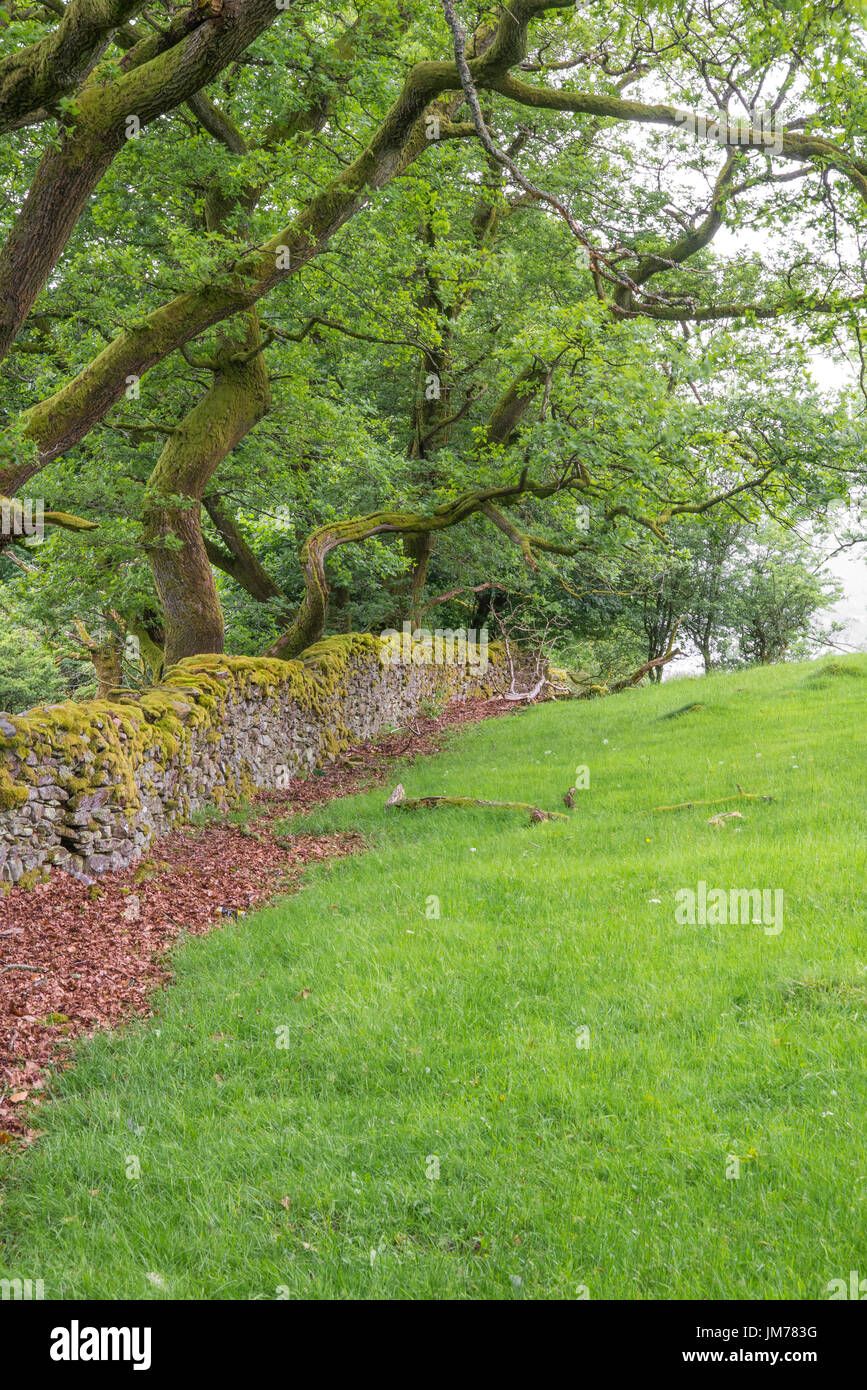 Scenery of the countryside farmland with stone made wall surrounding the farm. Image taken in United Kingdom. Stock Photo