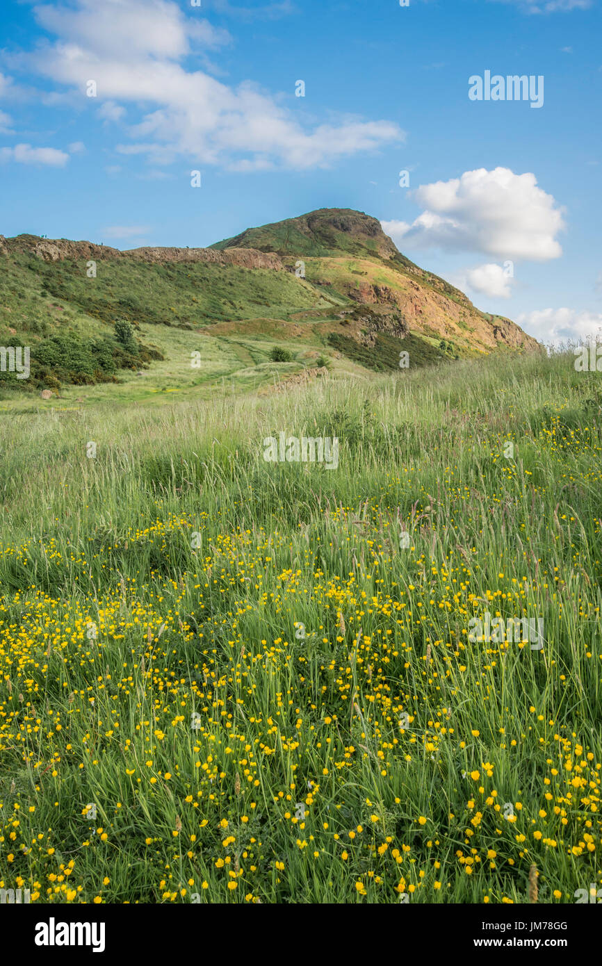 A photograph of hillside pasture wildflowers and nature grassland. Edinburgh, United Kingdom Stock Photo