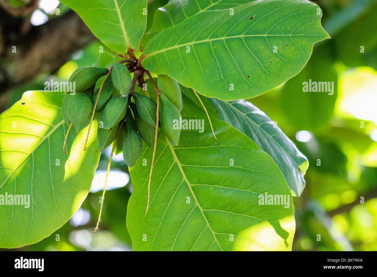 Indian Almond Tree Stock Photos & Indian Almond Tree Stock Images Alamy
