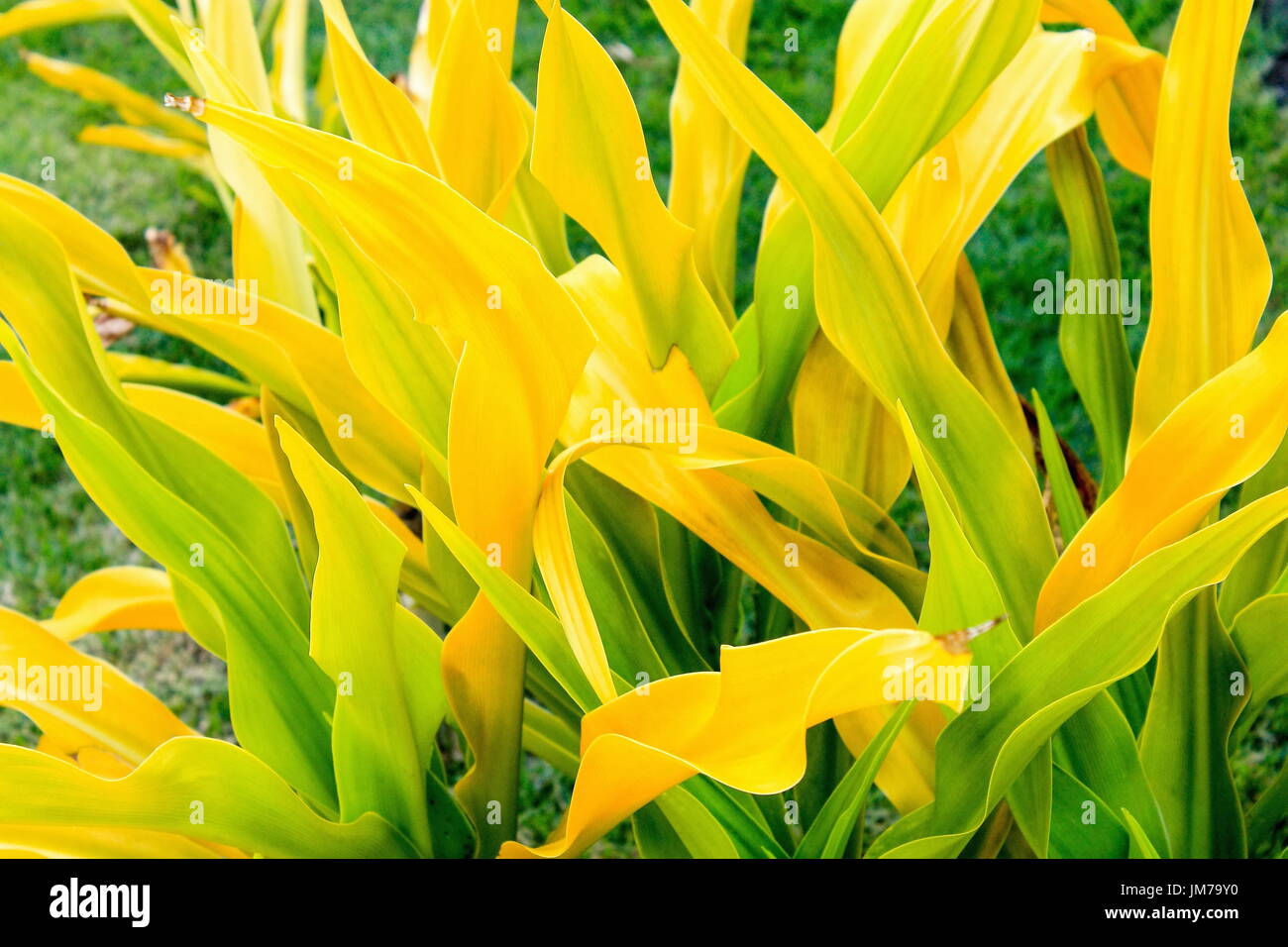 Golden Crinum (Crinum xanthophyllum)  is also known as Thai Yellow Crinum and is native to Melanesia Stock Photo
