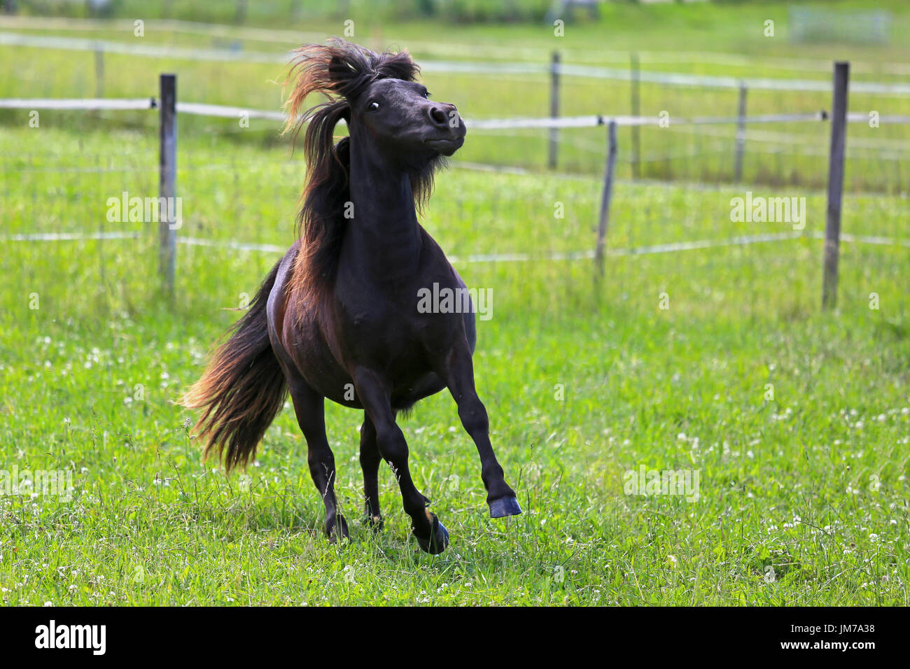 Beautiful dark bay horse gallops on a green field. Stock Photo