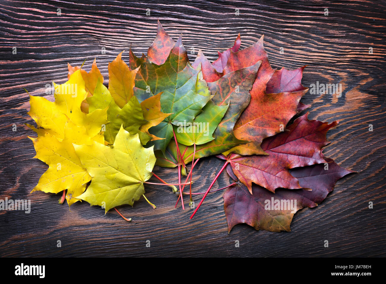 Rainbow maple leaves hi-res stock photography and images - Alamy
