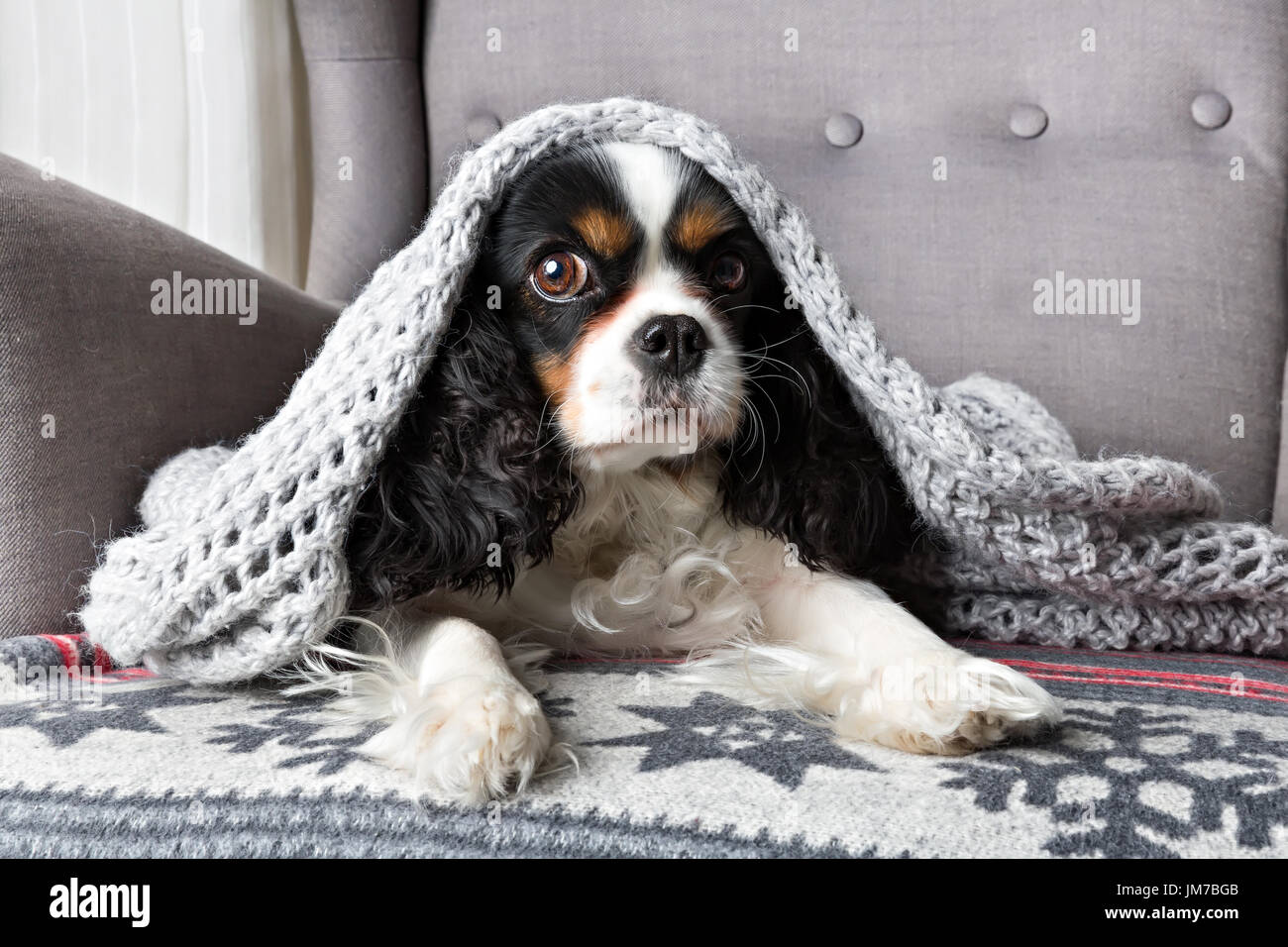 Why Do Puppies Chew Blankets