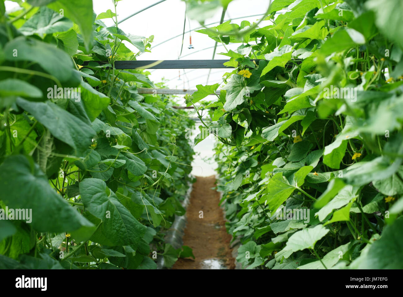 honeydew melon tree in greenhouse organic farm Stock Photo Alamy