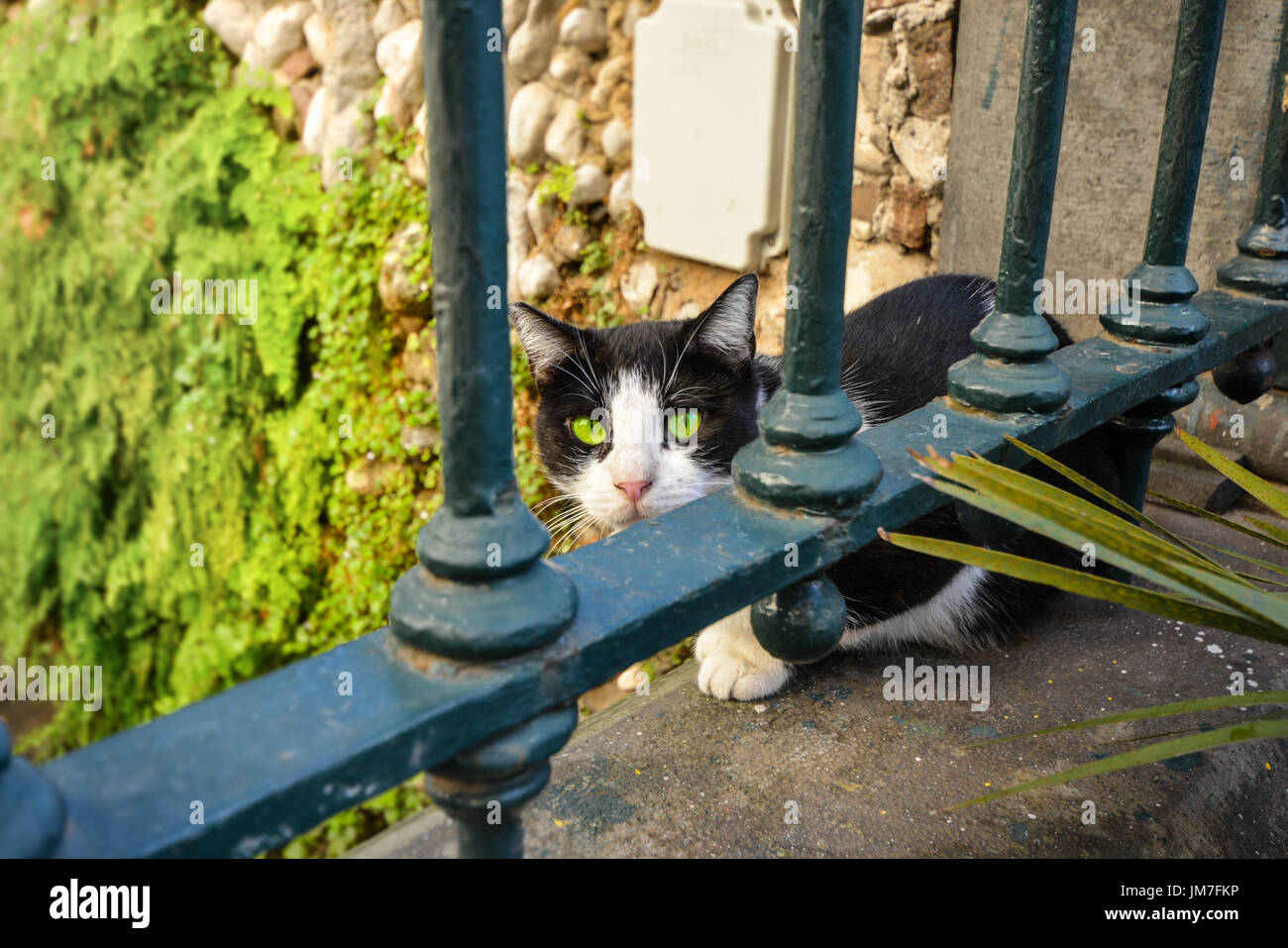 Beautiful black and white cat sitting behind a fence with bars on it in ...