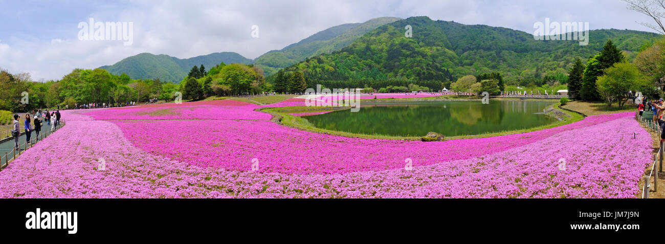 Fuji Shibazakura Festival is held yearly at the base of Mt Fuji near Lake Kawaguchi, Yamanashi Prefecture. Stock Photo