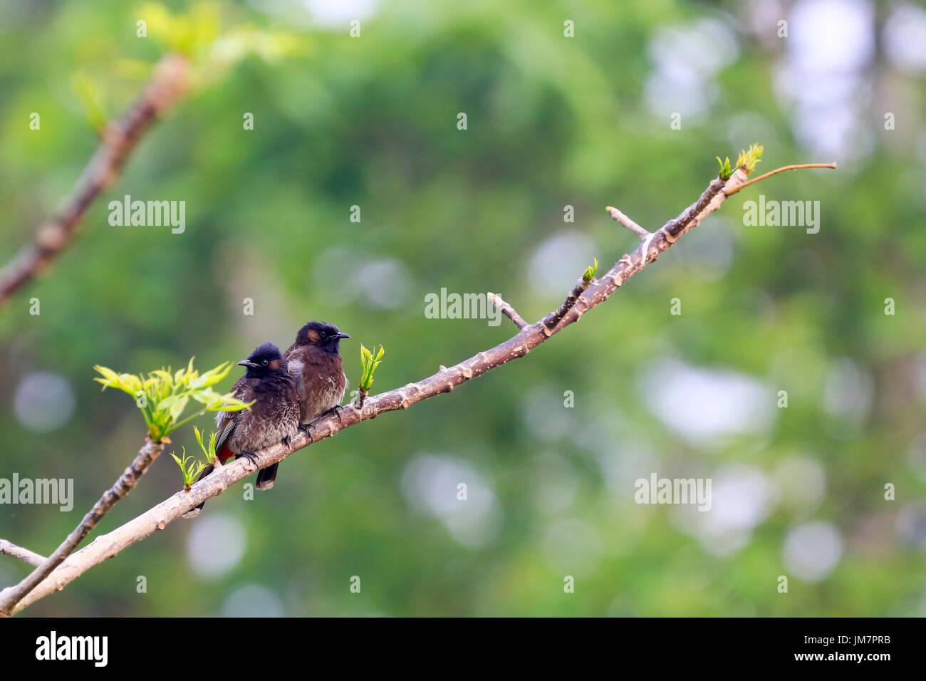 Red-vented Bulbul also known as Bulbuli, at Baikka Beel in Moulvibazar district in Bangladesh. Stock Photo