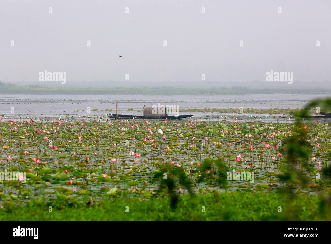 Boat on the Baikka Beel. It is a wildlife sanctuary in the Hail Haor wetlands near Srimangal. Moulvibazar, Bangladesh. Stock Photo