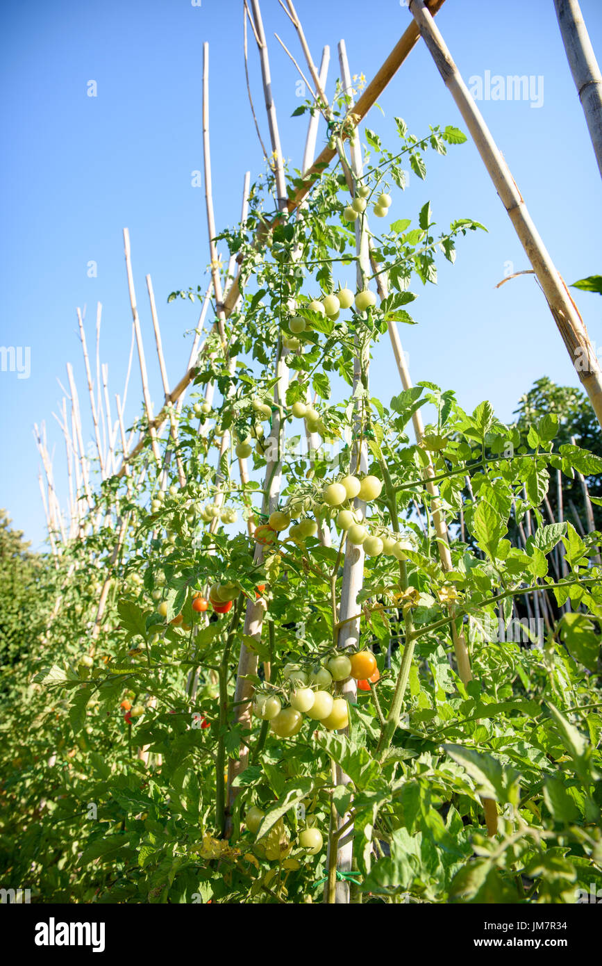 Low angle view of cherry tomato plants and red fruits in vegetable garden, blue sky in background Stock Photo