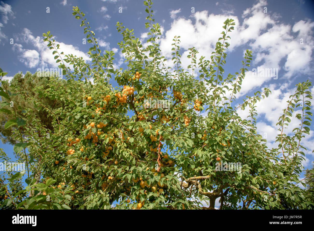 Prosperous orange plum tree loaded with abundance of ripe fruits low angle view Stock Photo