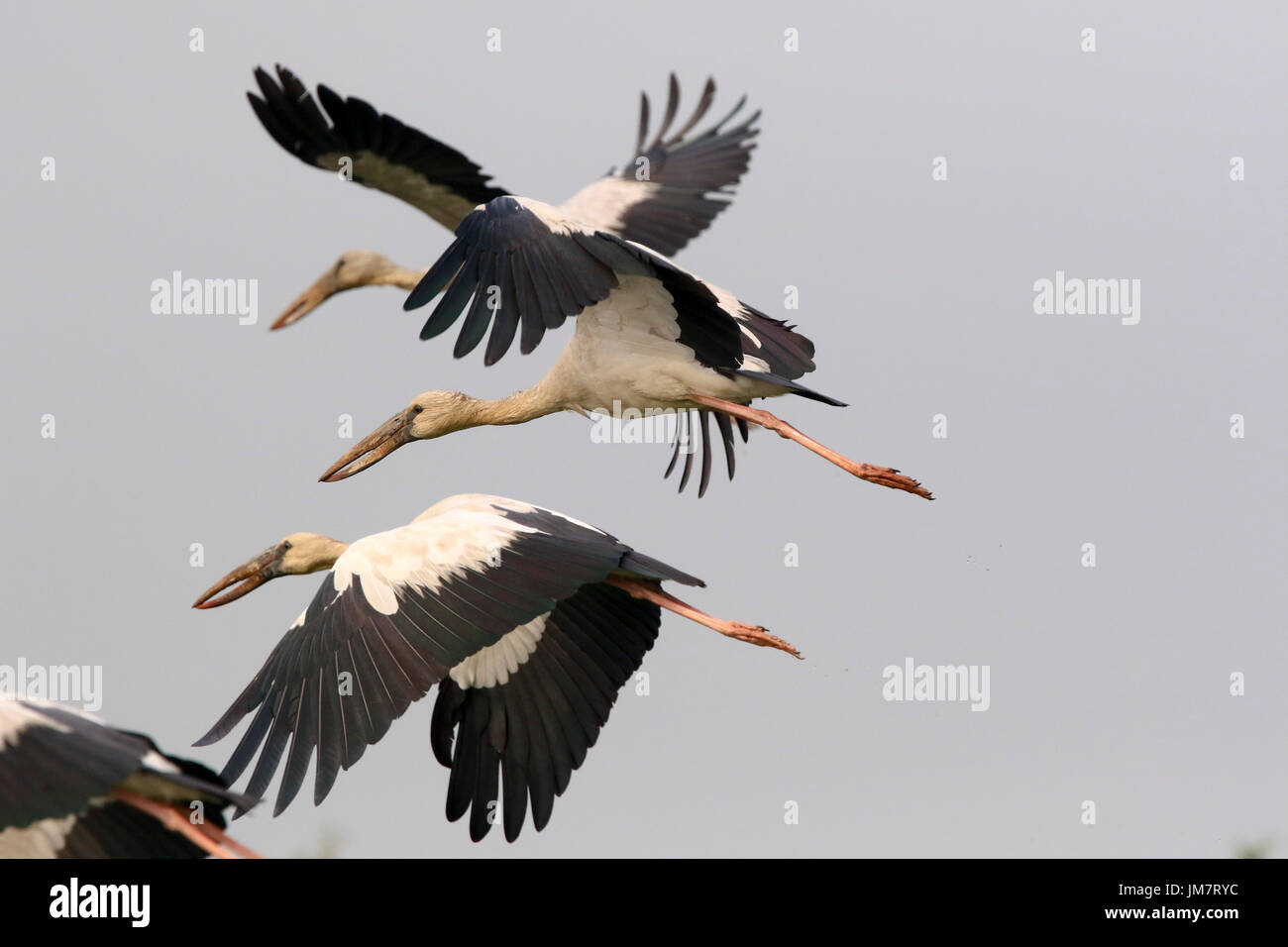 Asian Openbill also known as Shamuk Khol, at Baikka Beel in Moulvibazar district in Bangladesh. Stock Photo