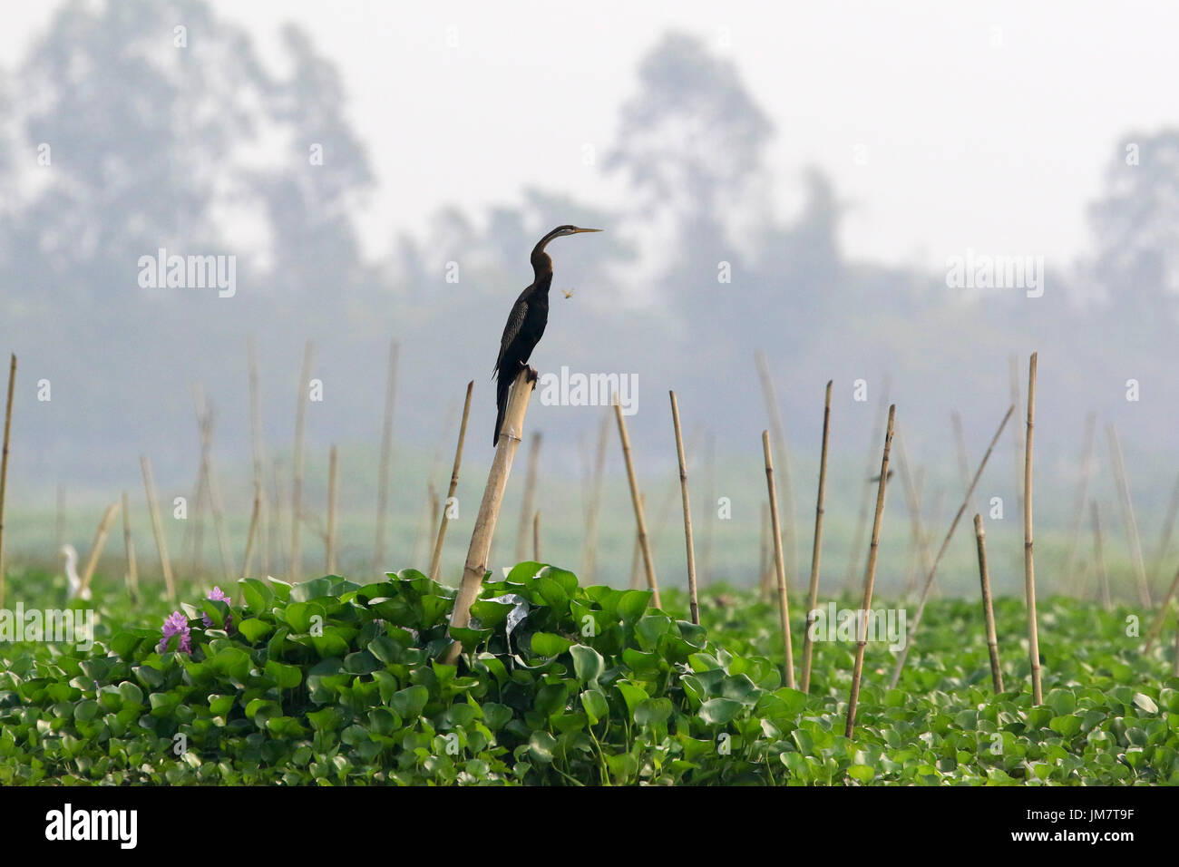 Pakhi hi-res stock photography and images - Alamy