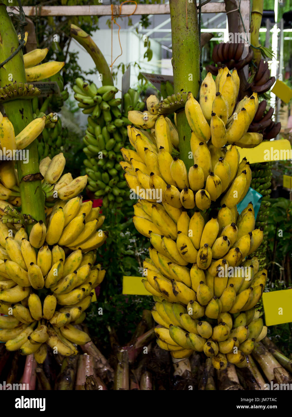 Farmer sell many bunch of Bananas Stock Photo