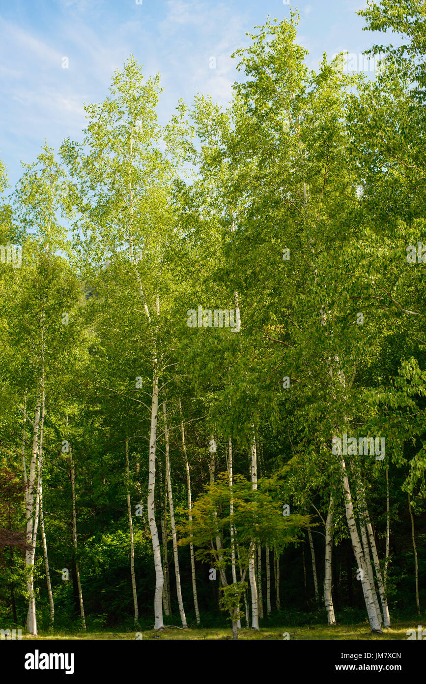 White birch tree forest Stock Photo Alamy