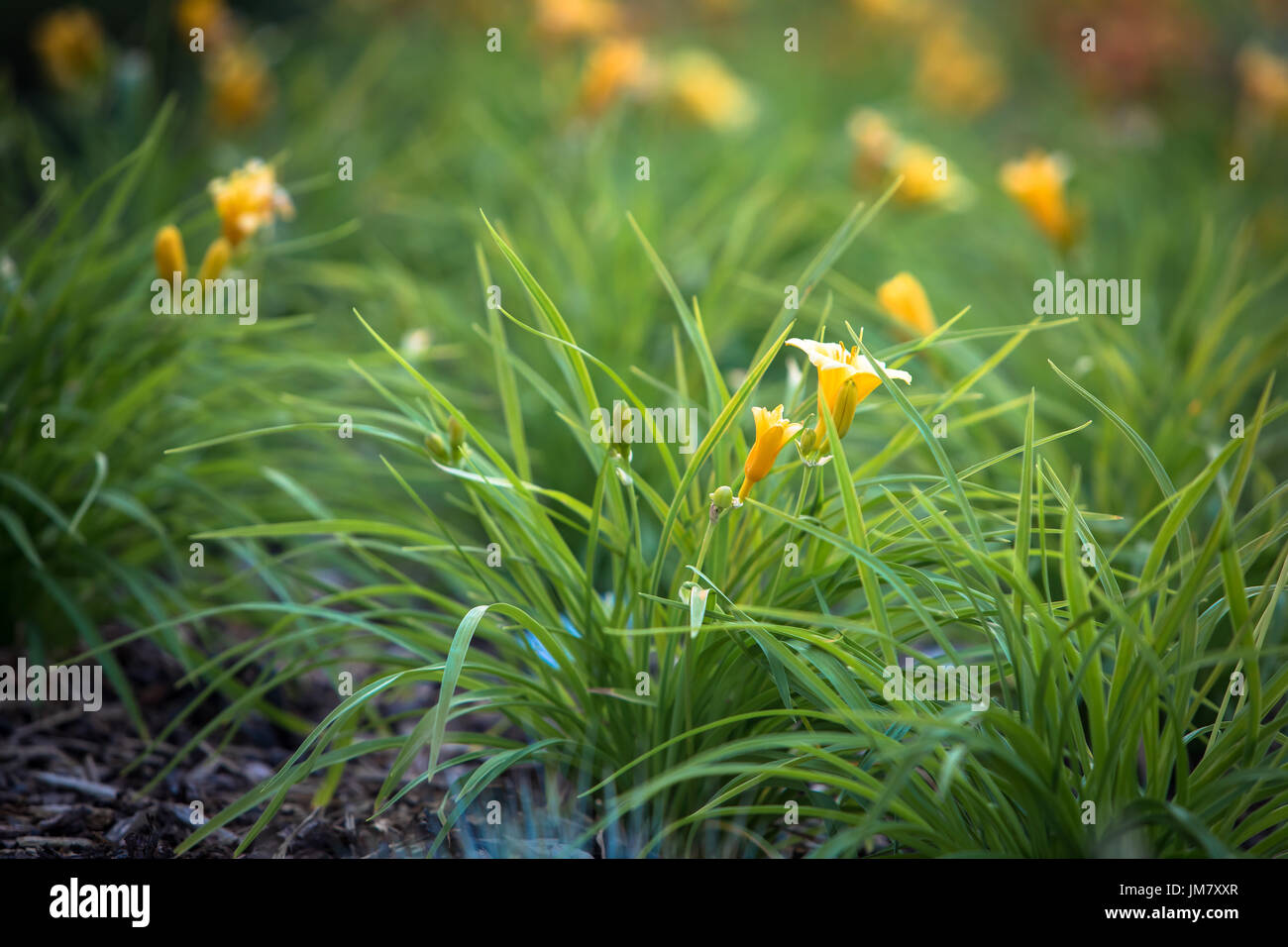 The beautiful wild flowers growing along the pathways of the Canadian Rocky Mountains Stock