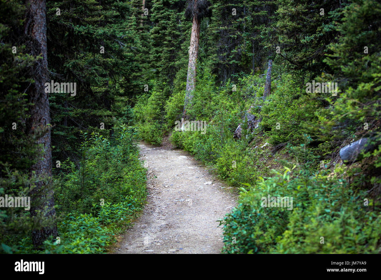 The beautiful walking paths welcome thousands of visitors every day to the incredible setting of the Canadian Rocky Mountains. Stock Photo