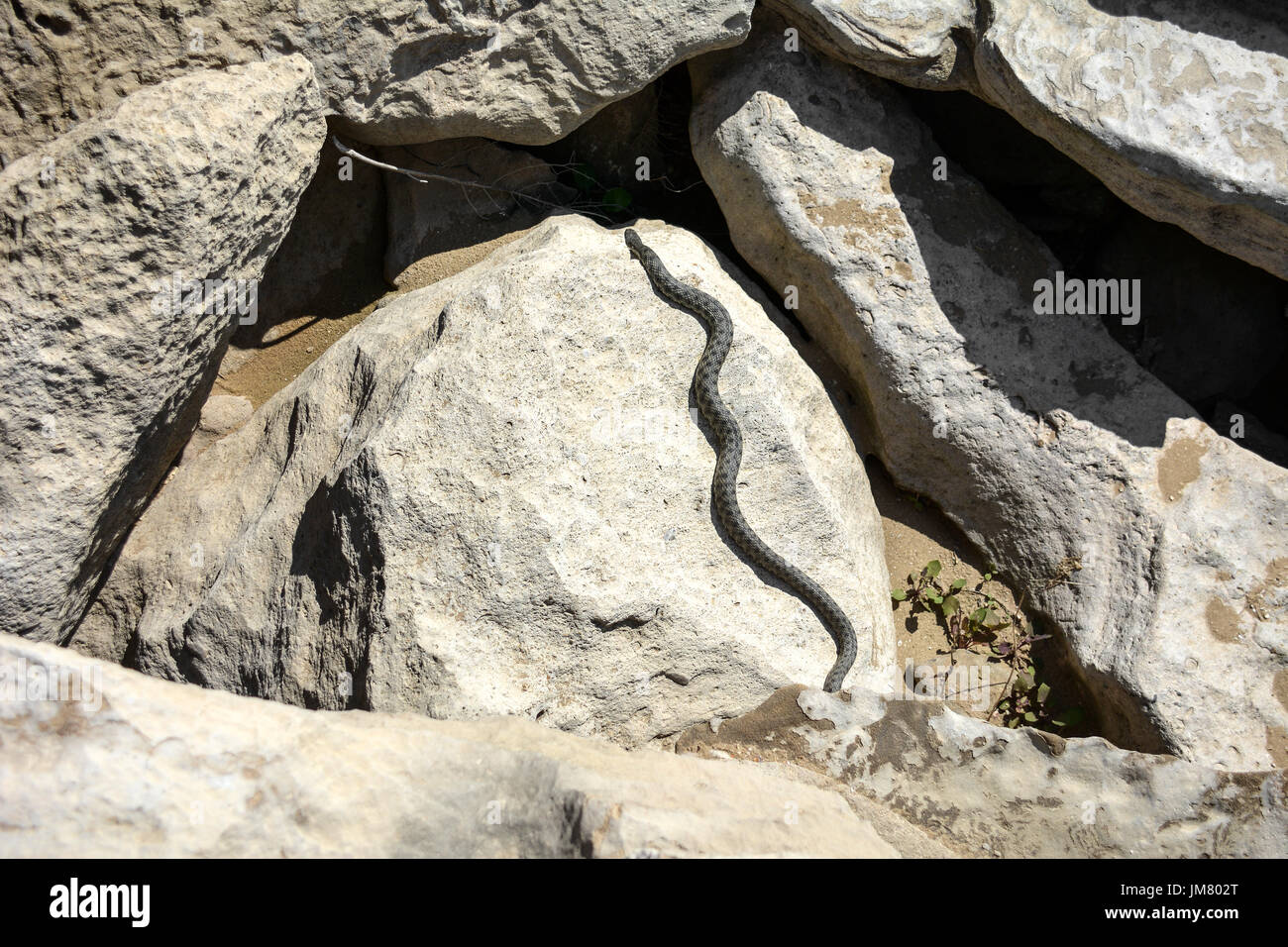 Snake on rocks Stock Photo