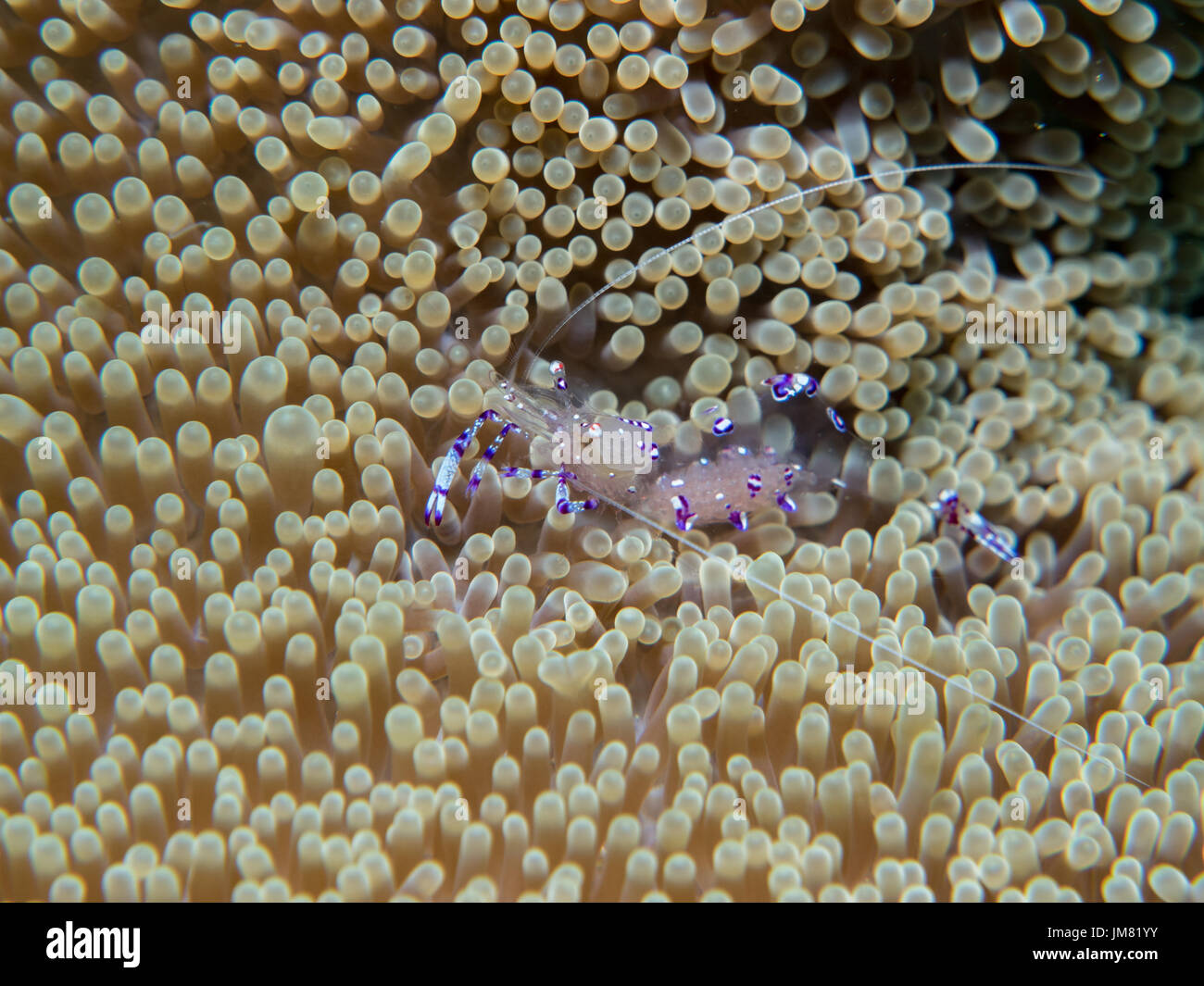 Ghost shrimp with Sea anemone at underwater Stock Photo - Alamy