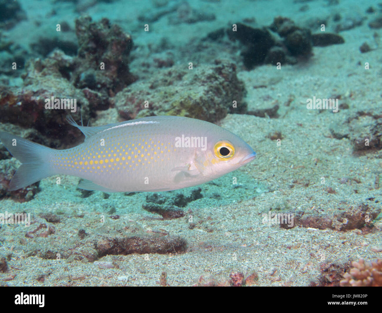white fish swimming at underwater, Philippines Stock Photo - Alamy