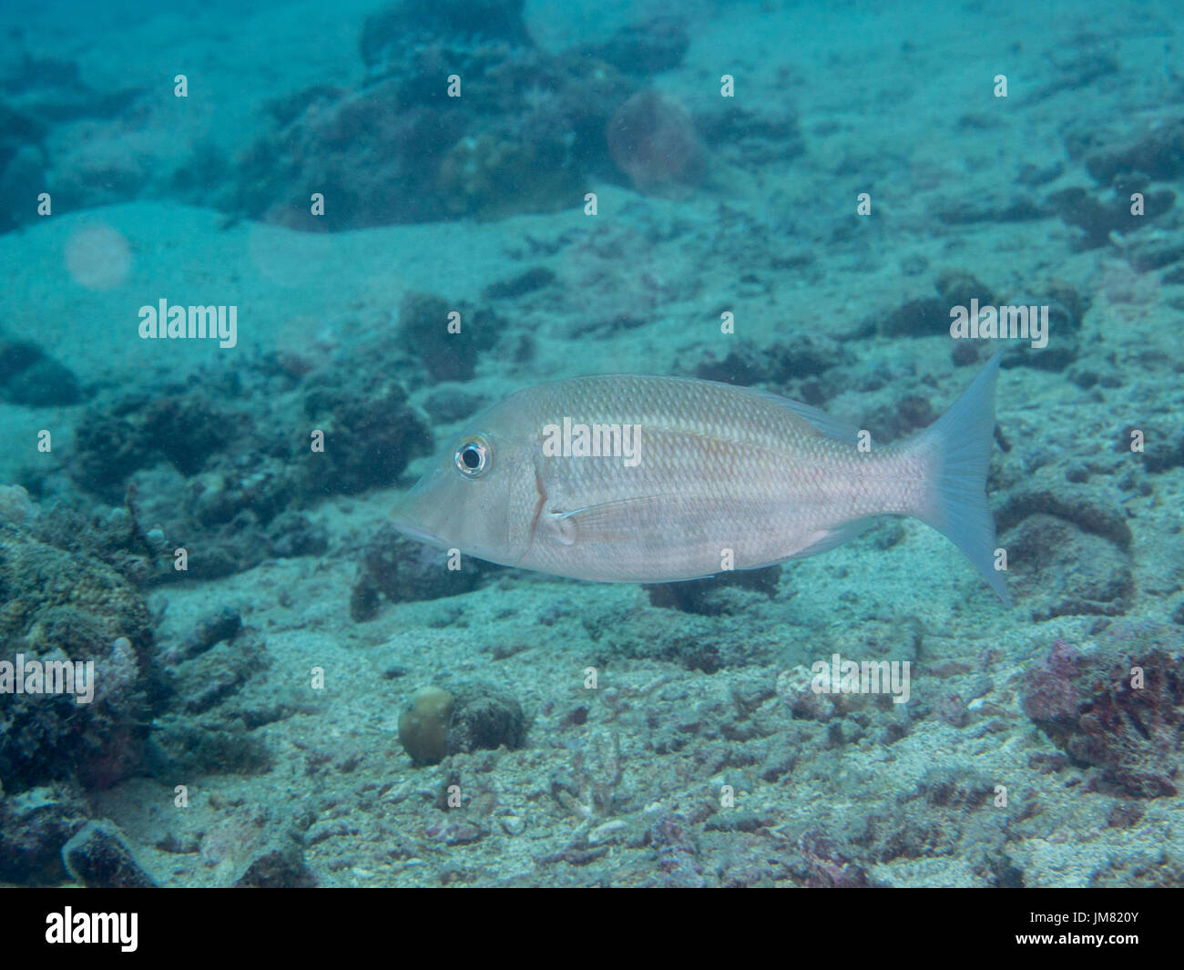 white fish swimming at underwater, Philippines Stock Photo - Alamy