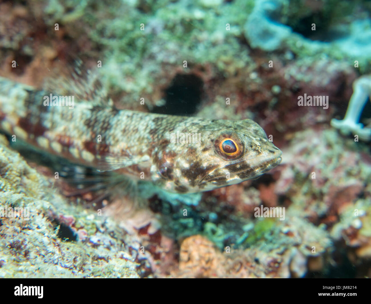 Fish In Ph tropical fish at the coral, Philippines Stock Photo - Alamy