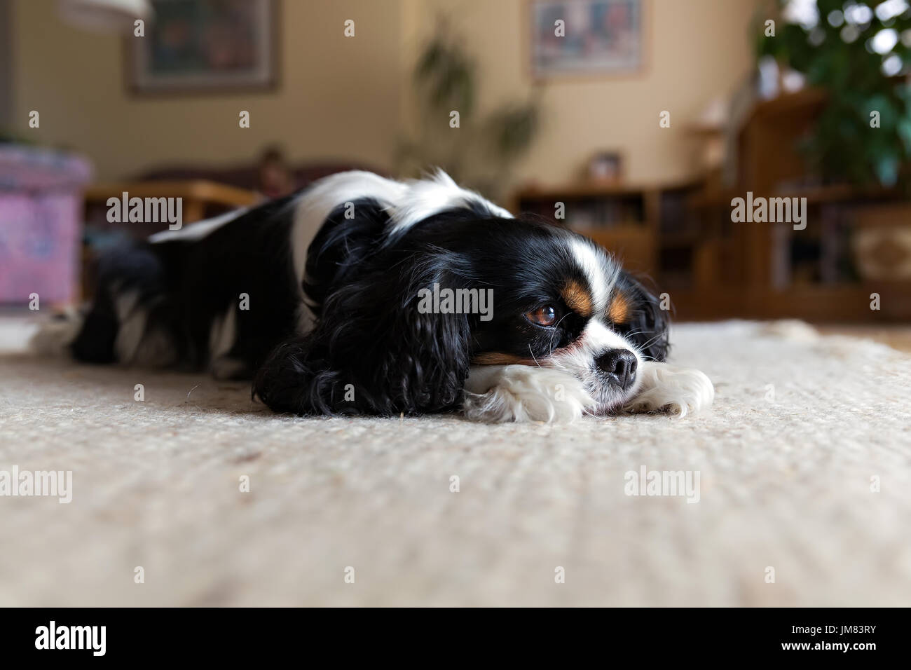 Cute dog sleeping on the carpet in the living room Stock Photo Alamy