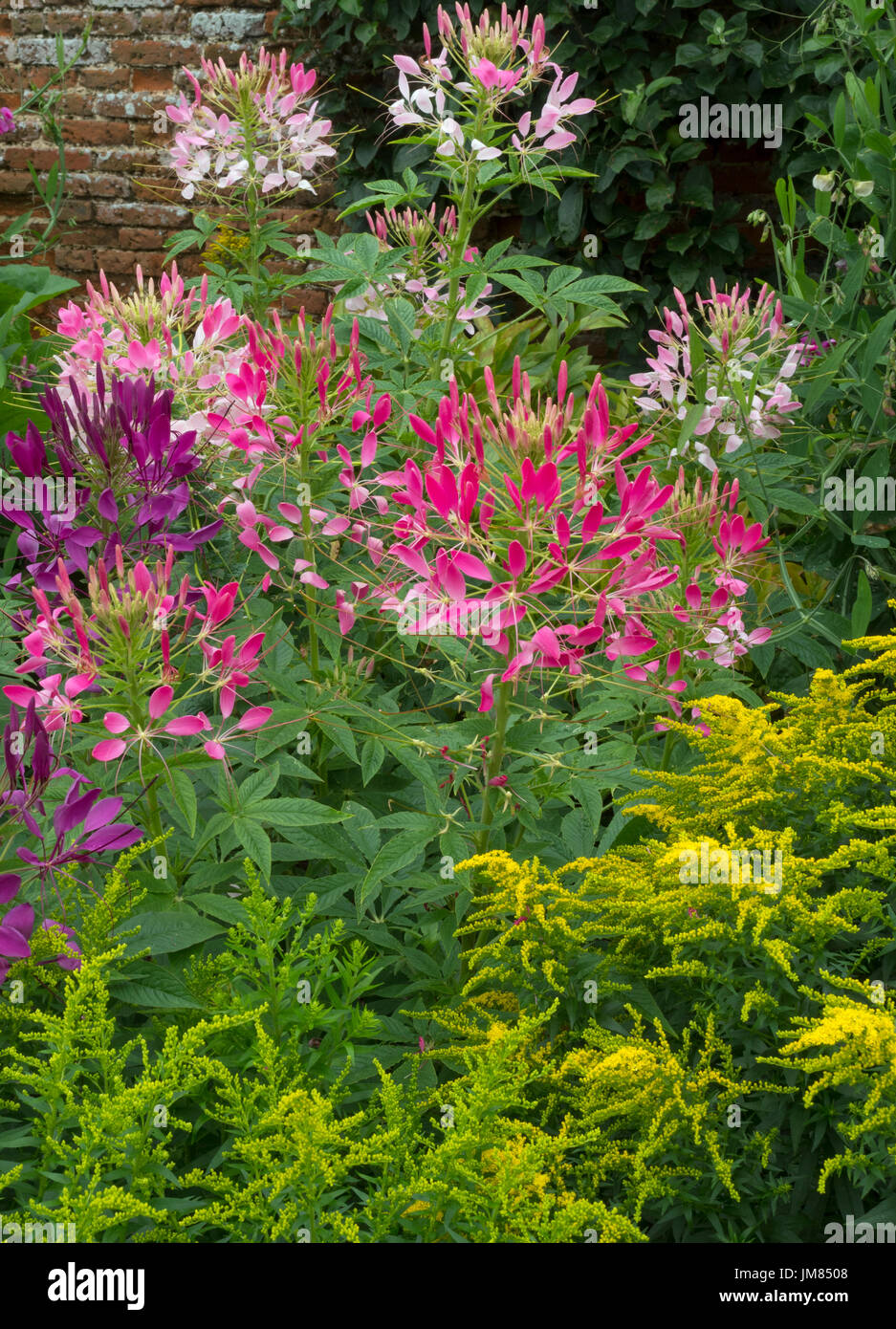 Cleome hassleriana or Spider plant in border with Golden Rod Stock Photo