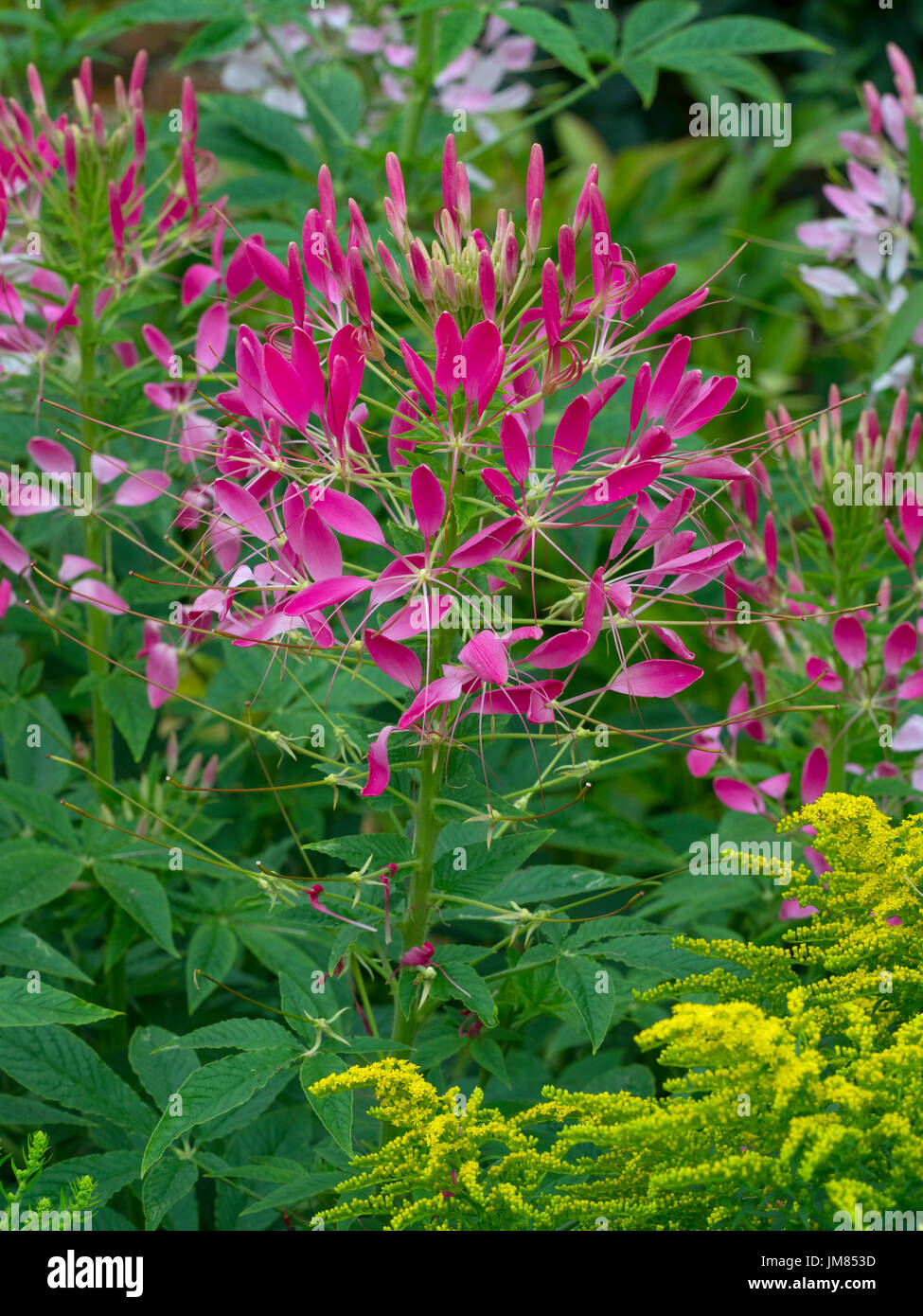 Cleome hassleriana or Spider plant in border with Golden Rod Stock Photo