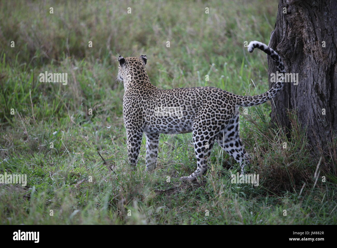 Leopard Kenya Africa savannah wild animal cat mammal Stock Photo - Alamy