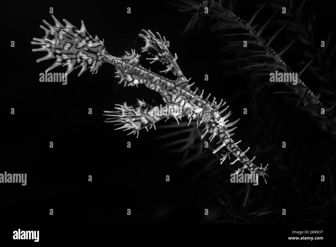 Ornate Ghost Pipefish or Harlequin Ghost Pipefish (Solenostomus paradoxus) in the Lembeh Strait Stock Photo