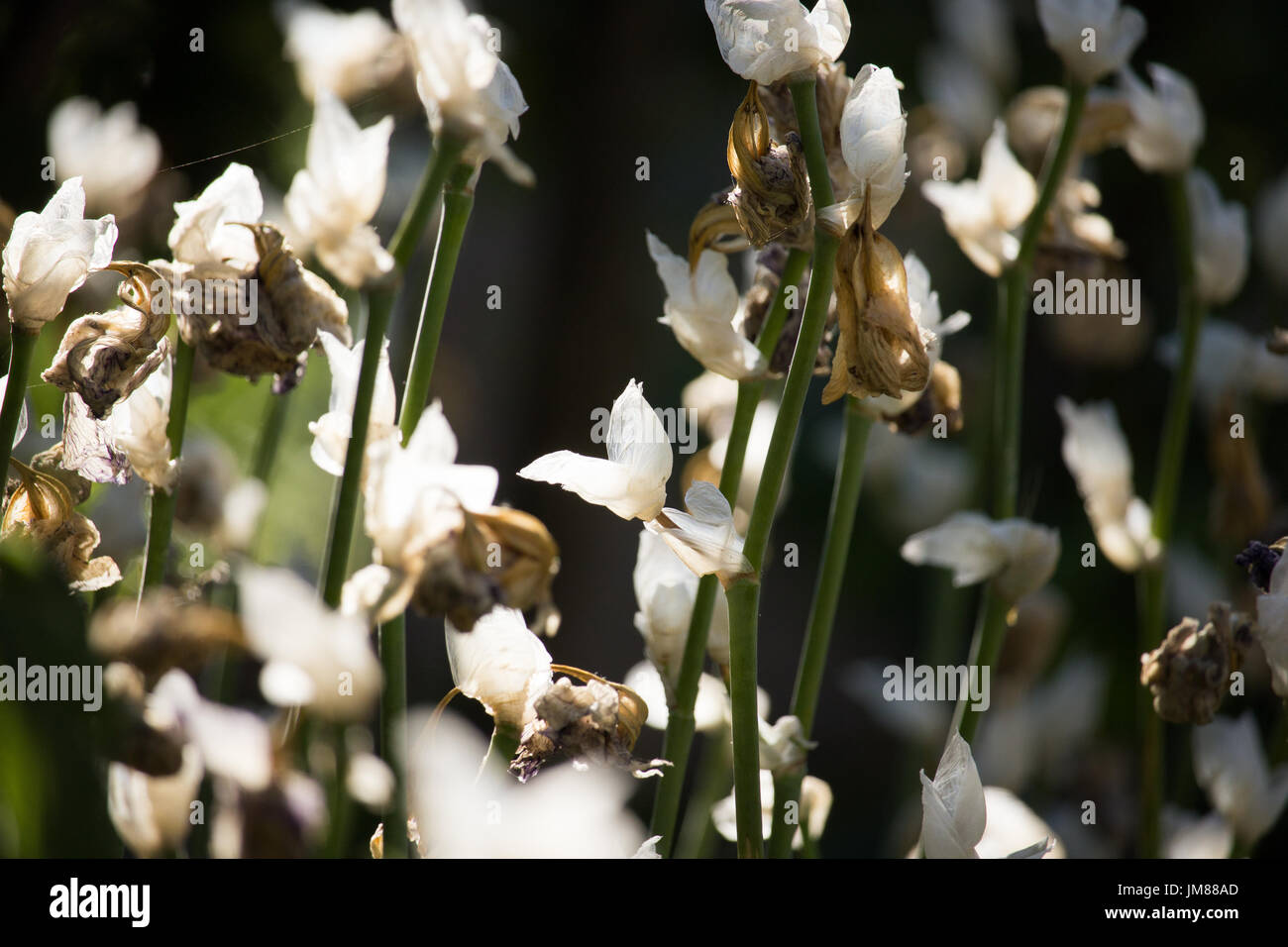 Dry Iris Flowers Stock Photo Alamy