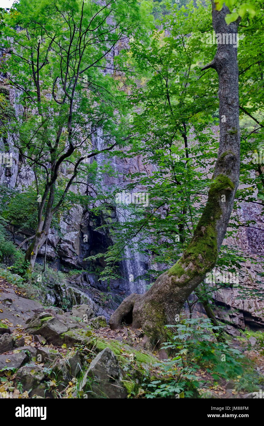 Green beech summer forest in front  Boyana waterfalls and rock, Vitosha, Bulgaria Stock Photo