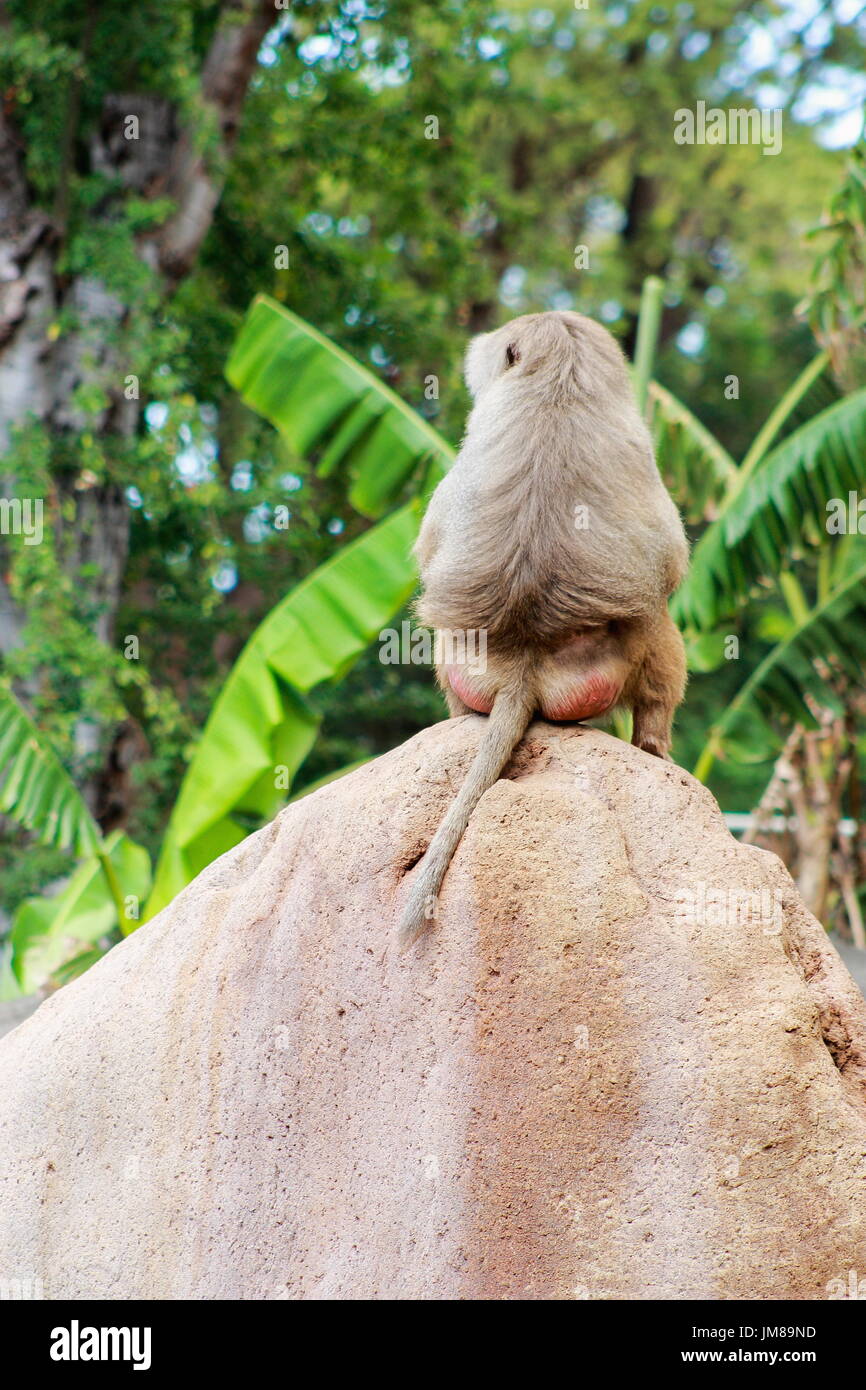 The hamadryas baboon - a species of baboon from the Old World monkey family. Stock Photo