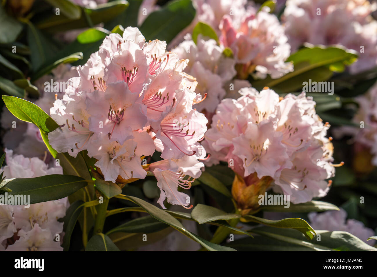 Rhododendron Tree In Full Blossom Hi-res Stock Photography And Images 