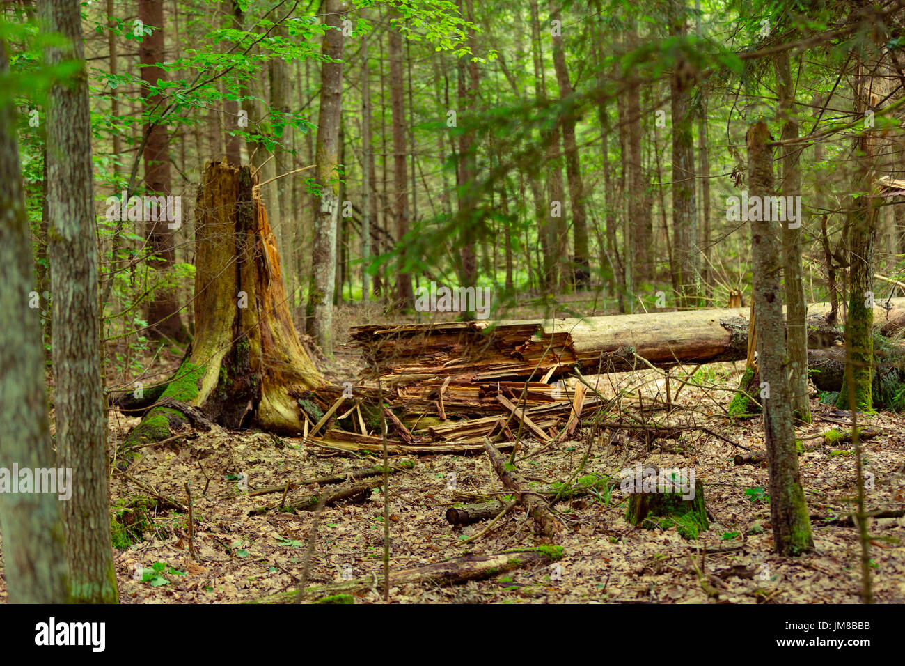 old fallen dead and rotten tree in the Bialowieza Forest (Puszcza Białowieska) Stock Photo