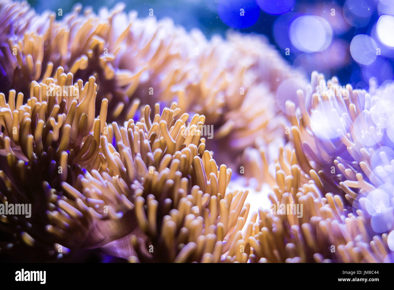 Pink coral, violet coral stony coral Acroporidae Stock Photo