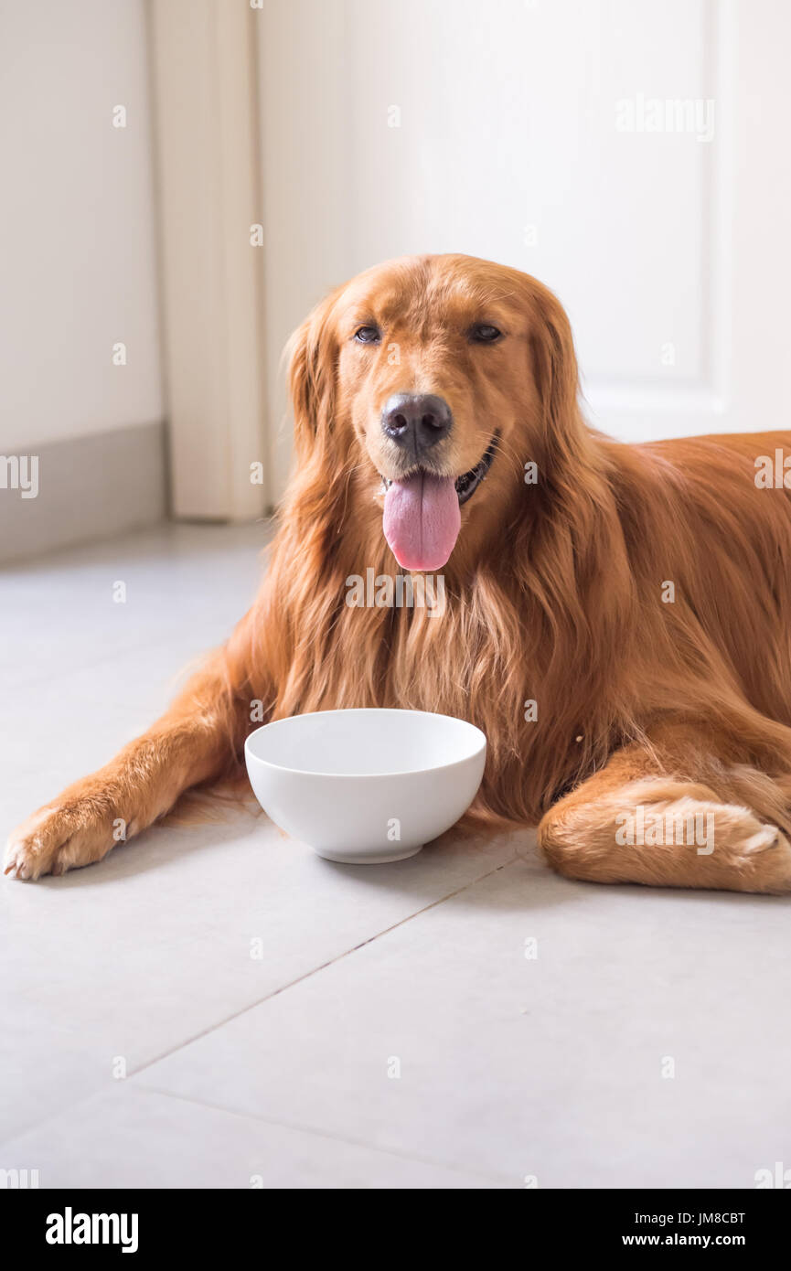 The Golden Retriever eating Stock Photo