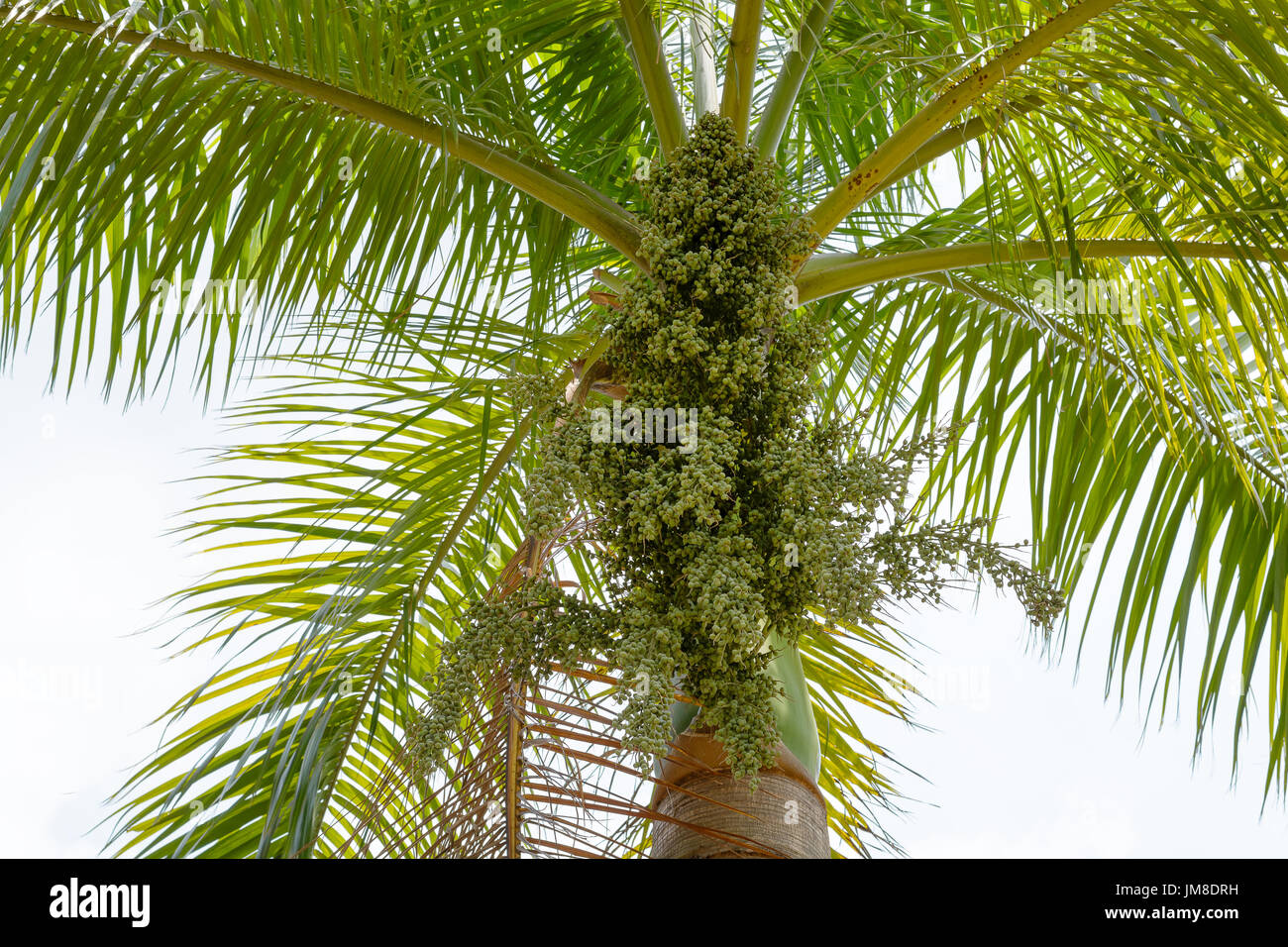 Wax candy hires stock photography and images Alamy