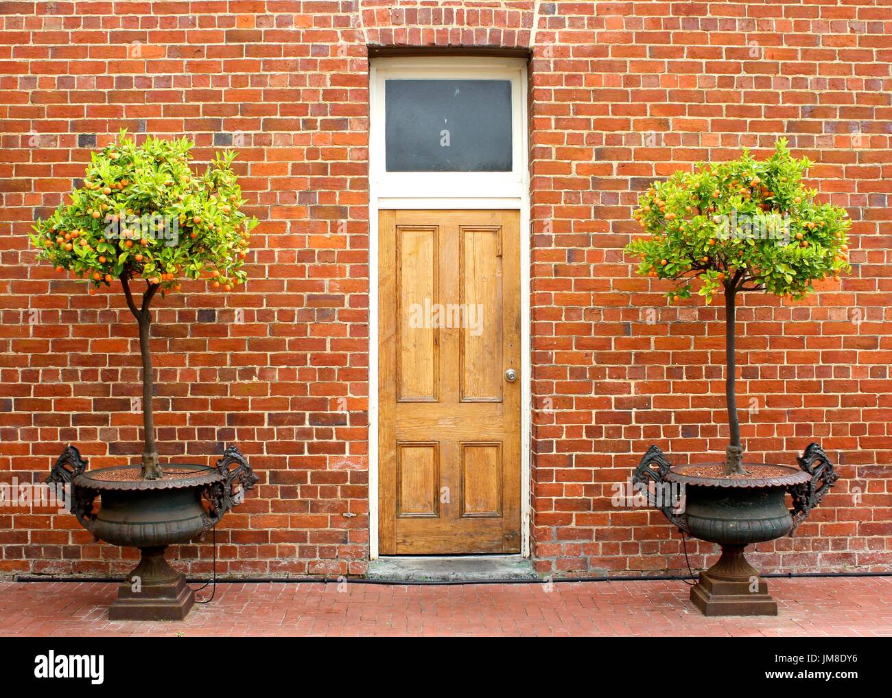 Courtyard with twoTopiary Fruit Tress in vintage Urns standing ajacent to a door against an orange brick wall. Stock Photo