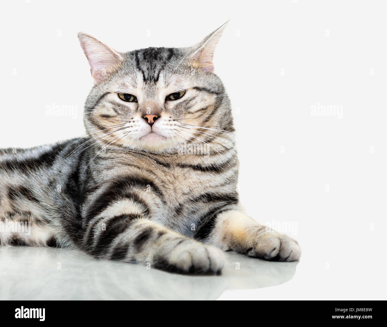 American Shorthair Cat Is Sitting And Looking Forward Isolated On