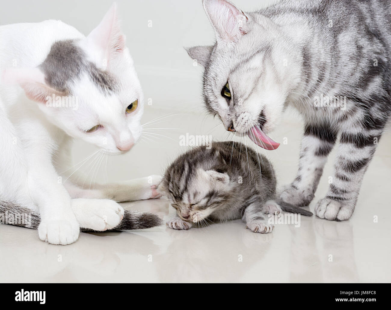 The adult cat licks a small kitten Stock Photo