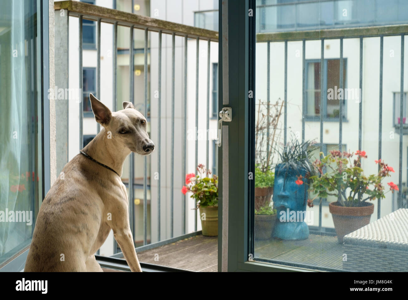 Dog for apartment hires stock photography and images Alamy