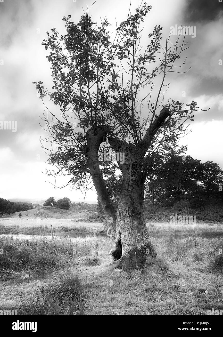 The Lightning Tree at Elter Water Stock Photo