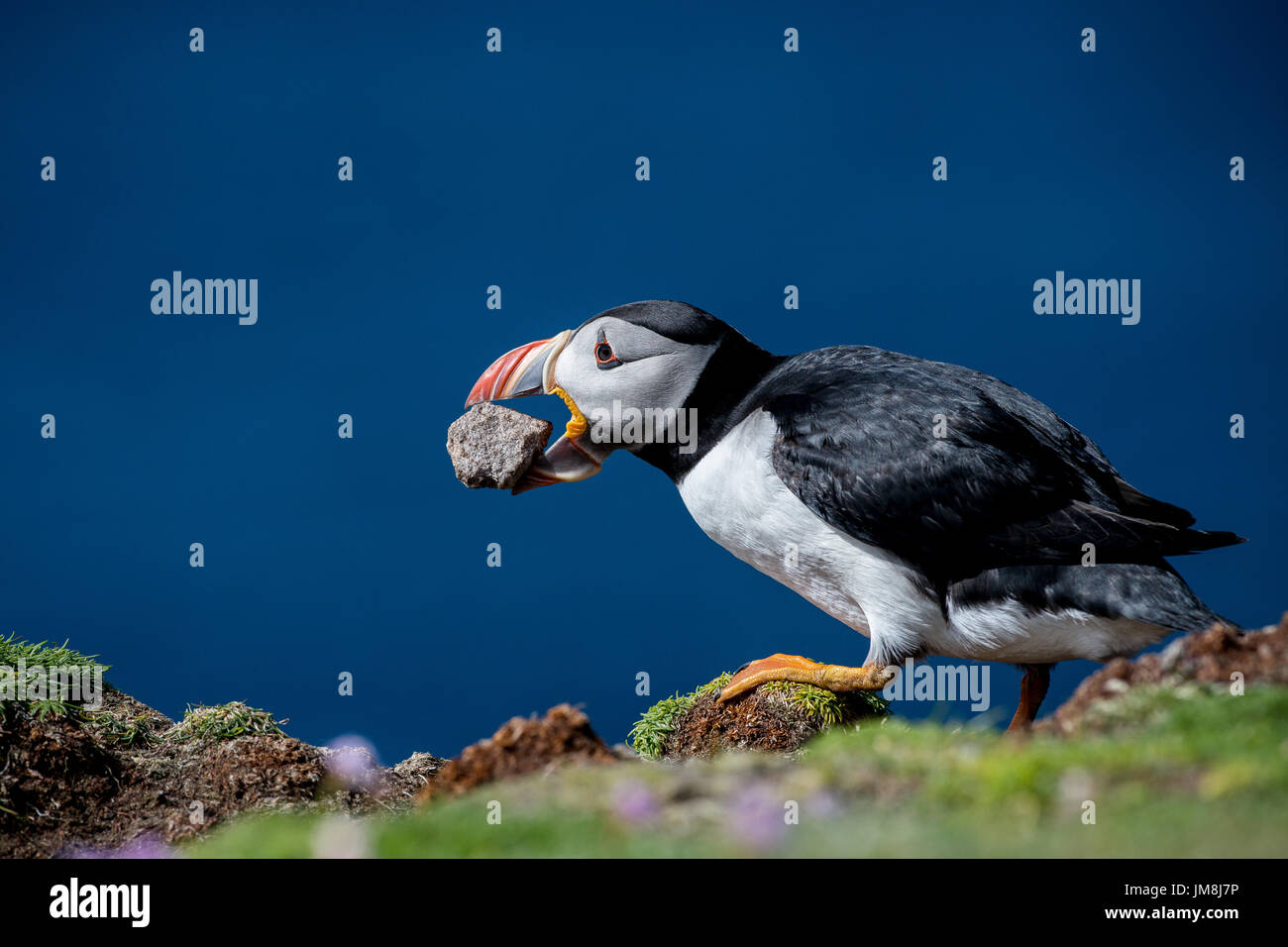 Atlantic Puffin, Fair Isle Puffin, Fratercula arctic, Puffin removing a rock from its burrow and dropping over the cliff edge, taken in Fair Isle Stock Photo
