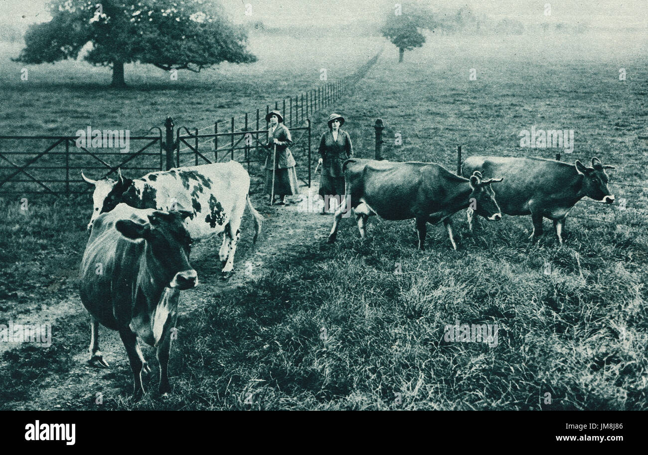Women's land army bringing in cows from pasture for milking, ww1 Stock Photo