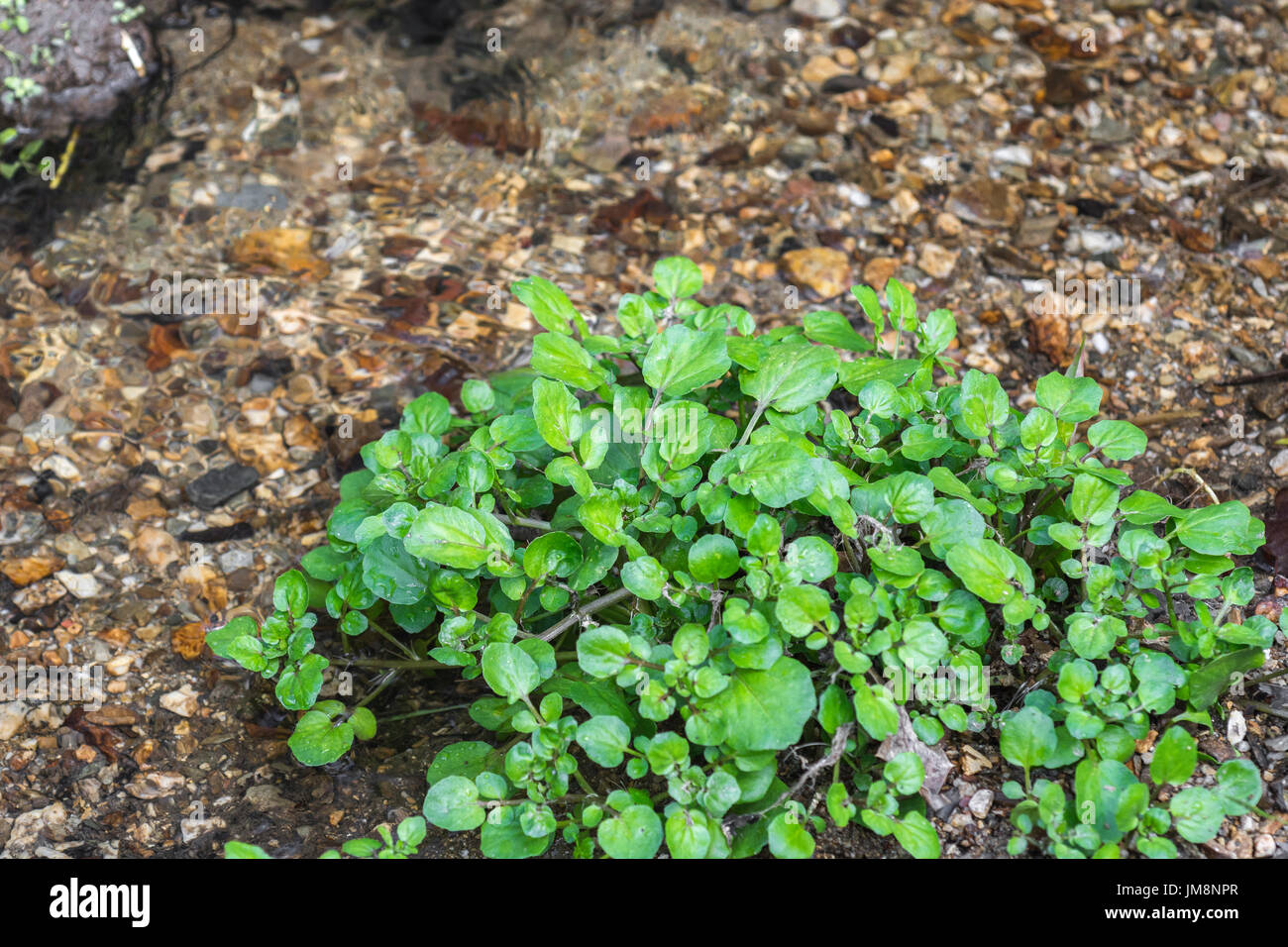 Small patch of wild Watercress / Nasturtium officinale growing wild beside a freshwater stream. Concept water source, small stream, clean water. Stock Photo