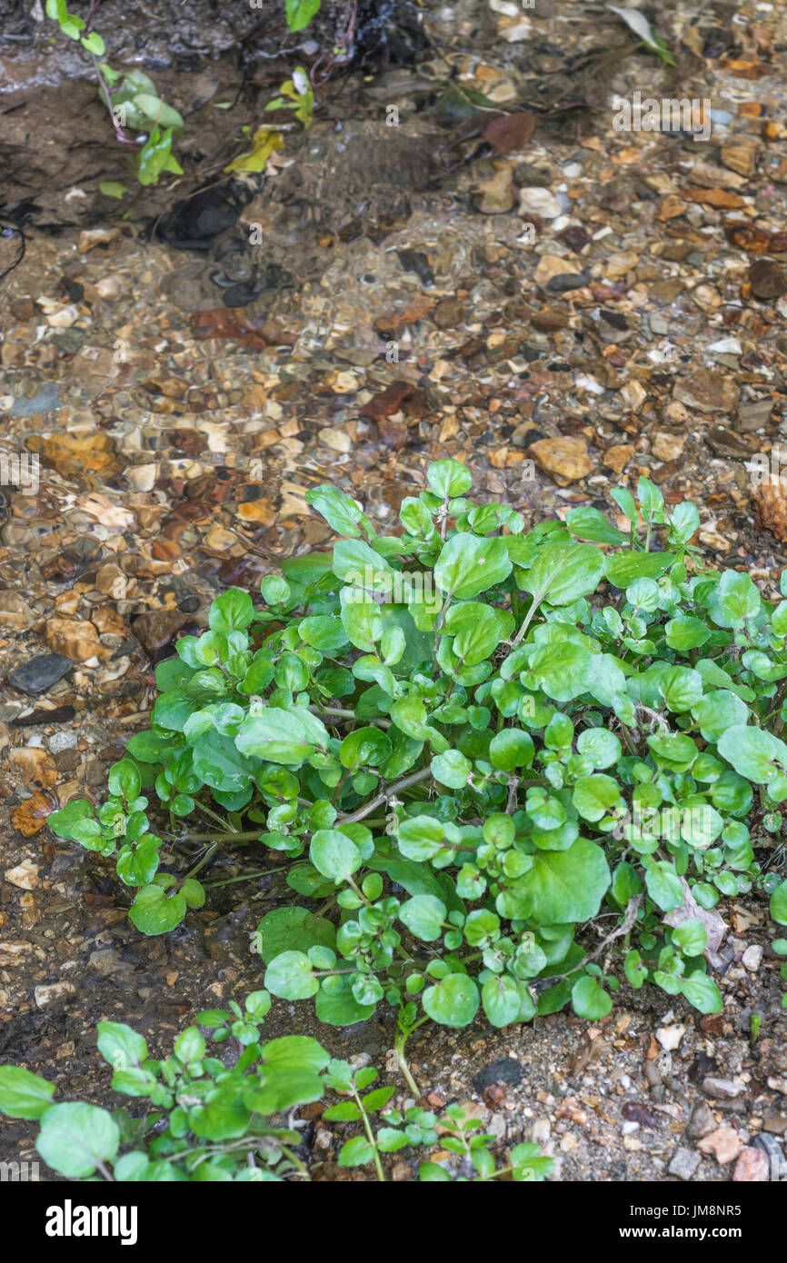 Small patch of wild Watercress / Nasturtium officinale growing wild beside a freshwater stream. Concept water source, small stream, clean water. Stock Photo