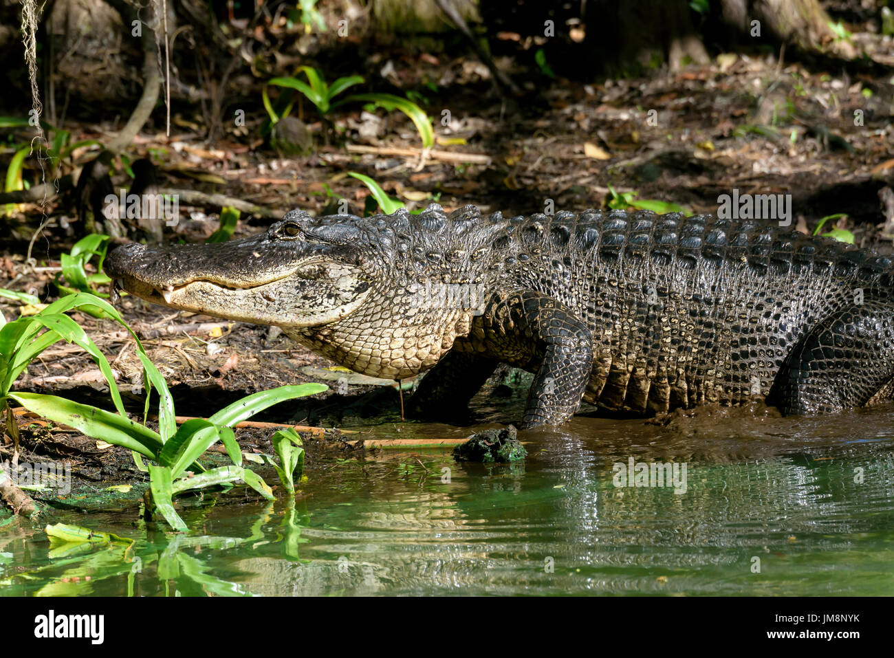 American alligator (Alligator mississippiensis) emerging from water, Big Cypress Bend, Fakahatchee Strand, Florida, USA Stock Photo